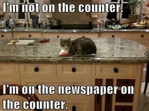 I'm Not On The Counter - Cat humor