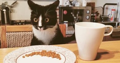 This Is My Breakfast?!?! - Cat humor