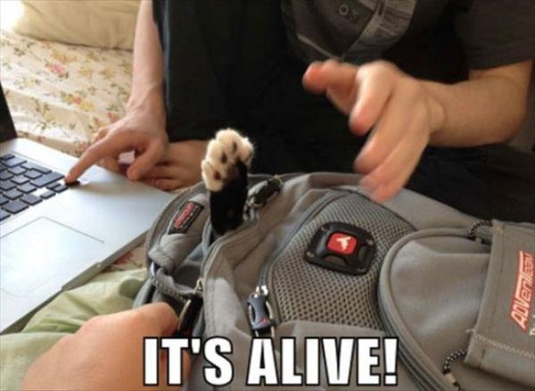 It's Alive - Cat humor