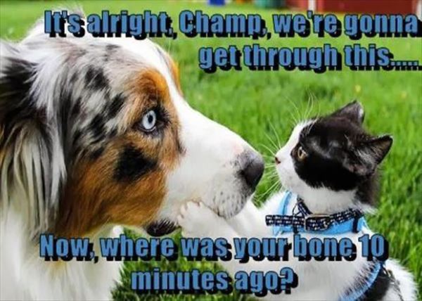 It's Alright Champ... - Cat humor