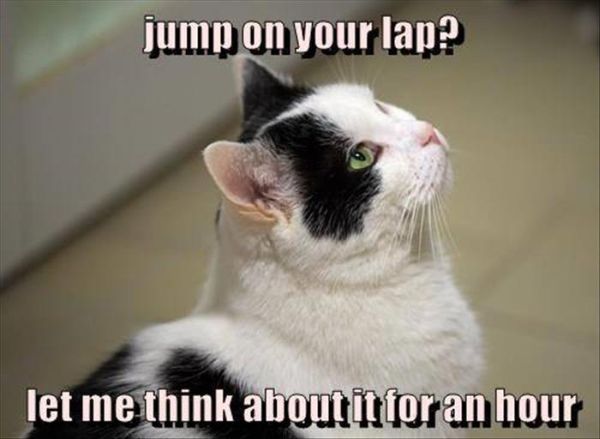 Jump On Your Lap? - Cat humor