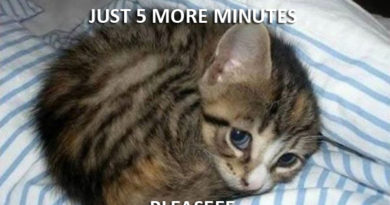 Just 5 More Minutes - Cat humor
