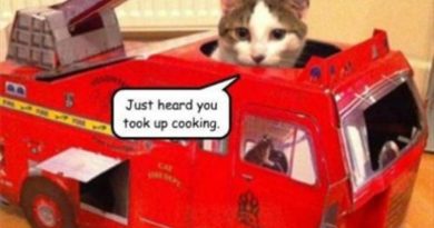 Just Heard You Took Up Cooking - Cat humor