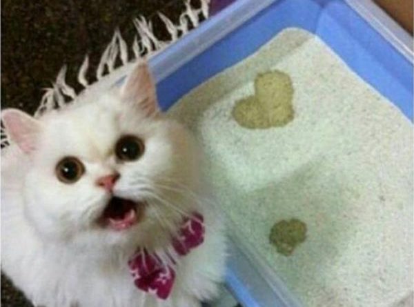 Kitty Love - Cat humor