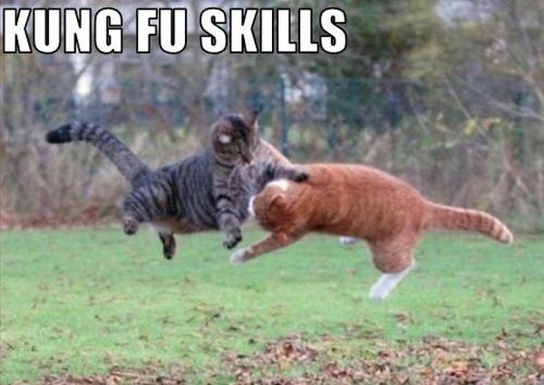 Kung Fu Skills - Cat humor