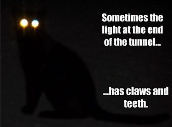 Light At The End Of The Tunnel - Cat humor