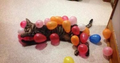 Balloon Pop Festival - Cat humor