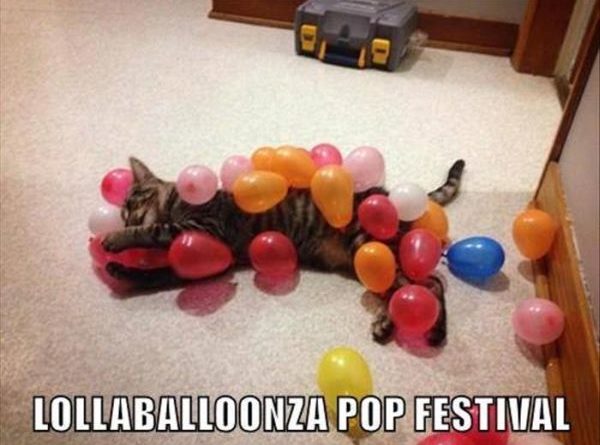 Balloon Pop Festival - Cat humor