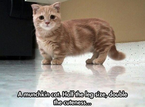 A Munchkin Cat - Cat humor