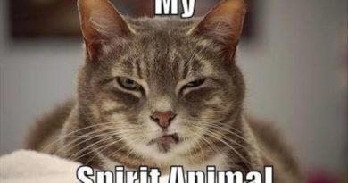 My Spirit Animal - Cat humor