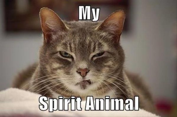 My Spirit Animal - Cat humor