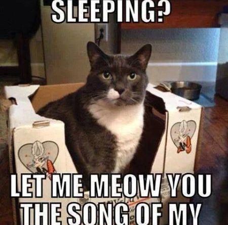 Oh You're Sleeping? - Cat humor