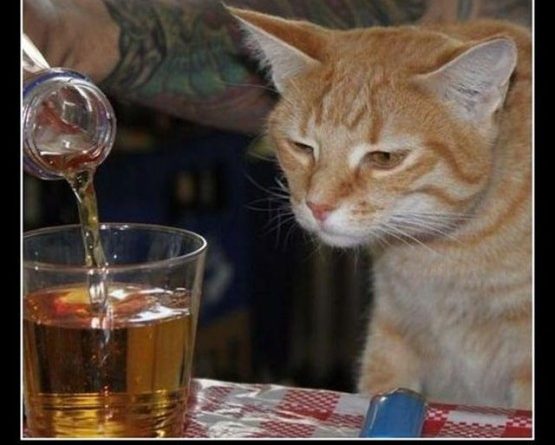 Pour Me Another... - Cat humor