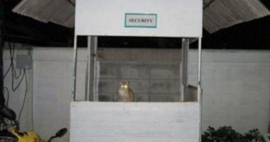 Security Cat - Cat humor