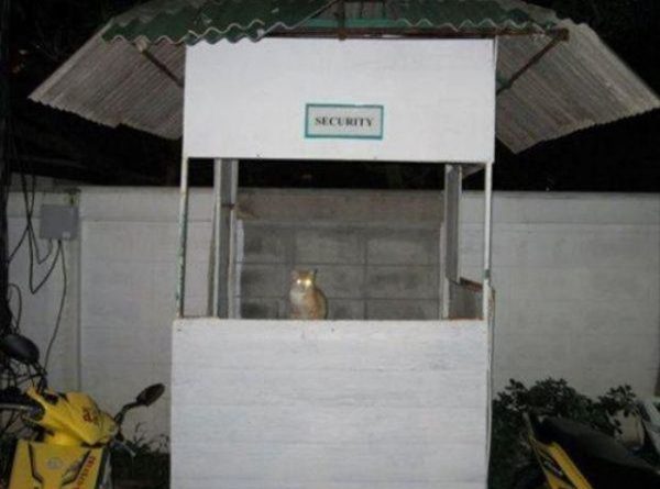 Security Cat - Cat humor