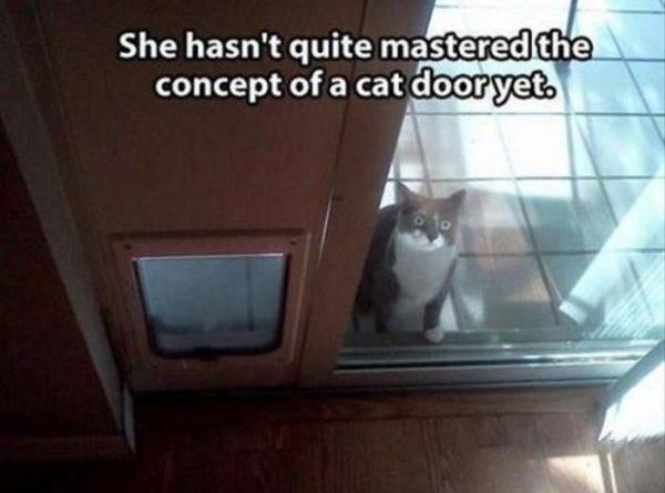 She Needs More Practice - Cat humor