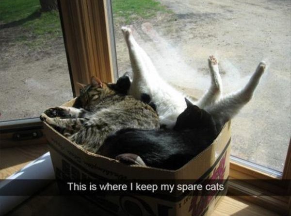 Spare Cats Box - Cat humor
