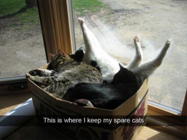 cat-humor-spare-cats-box-sleep.jpg