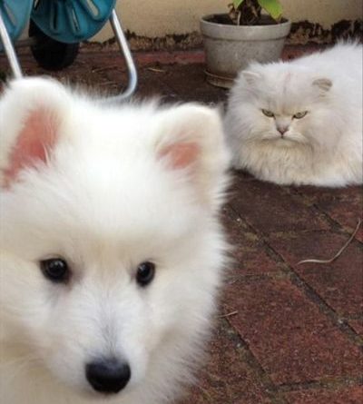 There's Only Room For One Fluffy White Pet... - Cat humor