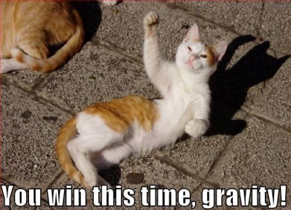 You Win This Time... - Cat humor