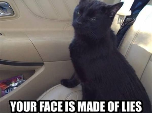 Your Lying Face - Cat humor