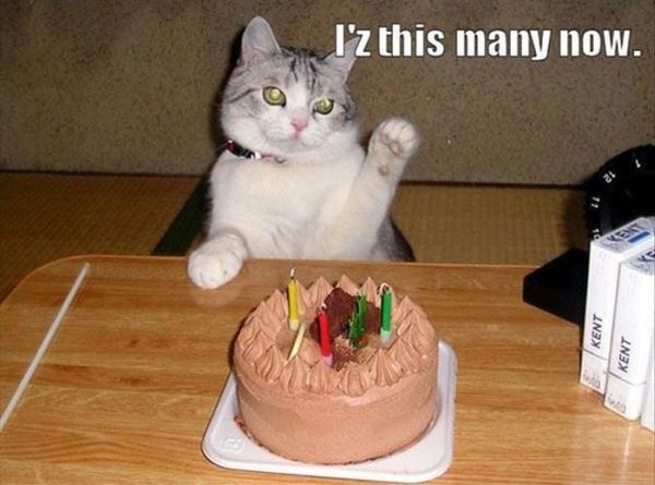 Birthday Cat - Cat humor