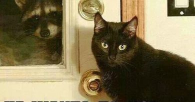 Can I Let Him In? - Cat humor