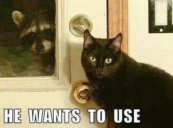 Can I Let Him In? - Cat humor