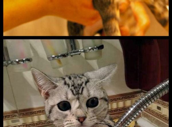 Cats Traumatized By Baths - Cat humor