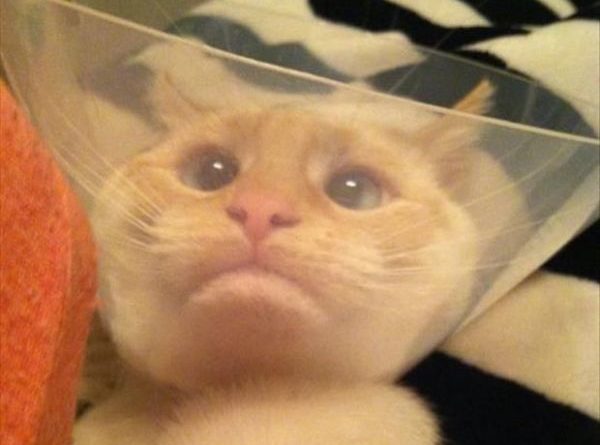 The Cone of Shame - Cat humor
