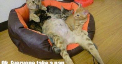 OK! Everyone Take A Nap Now - Cat humor