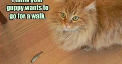 I Think Your Guppy Wants to Go To Walk - Cat humor