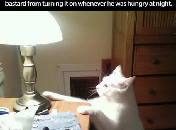 Had To Unplug The Touch Lamp - Cat humor