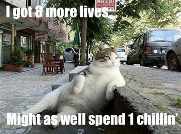 I Got 8 More Lives - Cat humor