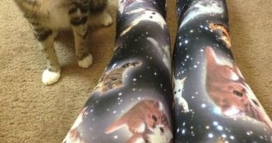 I Should Buy A Spaceship - Cat humor