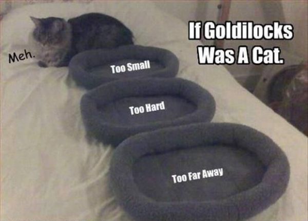 If Goldilocks Was A Cat - Cat humor