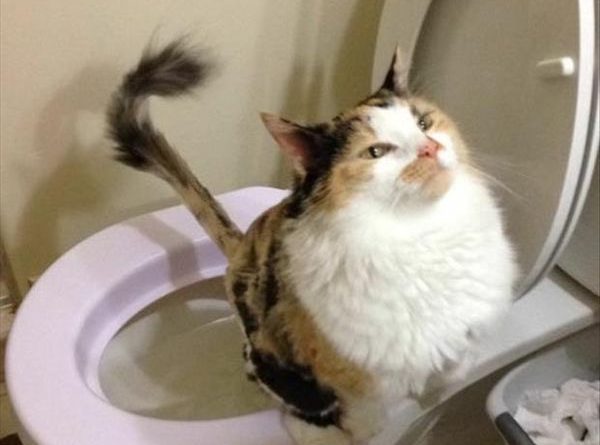 Majestic Pooping Face - Cat humor