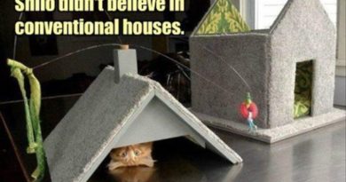 Non Conventional Cat - Cat humor