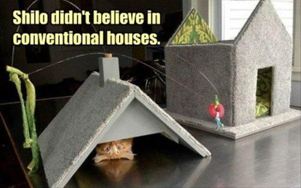 Non Conventional Cat - Cat humor