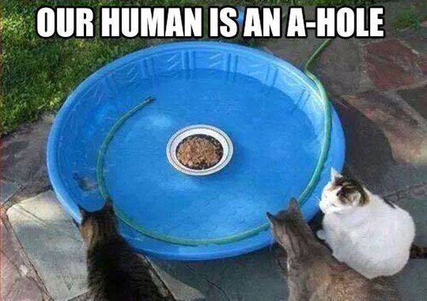 A Real A-Hole - Cat humor