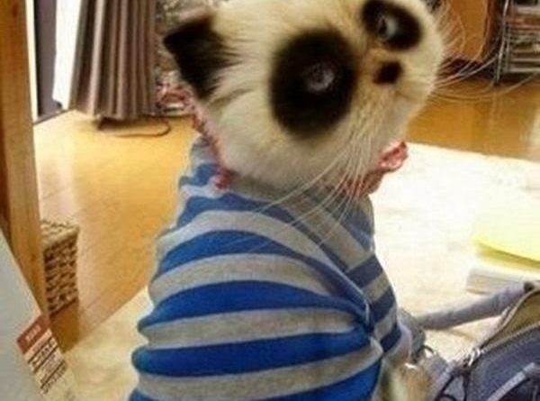 Panda Cat - Cat humor