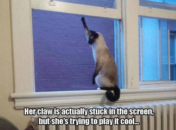 Playing It Cool - Cat humor