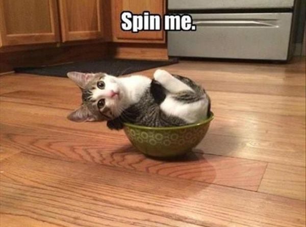 Spin Me - Cat humor