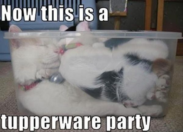 Tupperware Party - Cat humor