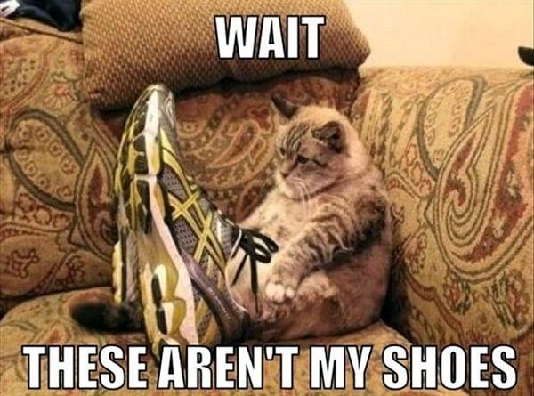 Wait! - Cat humor