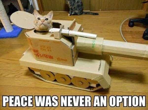 Don't Mess With This Cat - Cat humor
