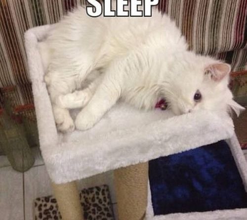 When I Want To Sleep - Cat humor