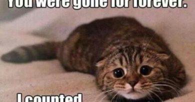 You Were Gone Forever - Cat humor