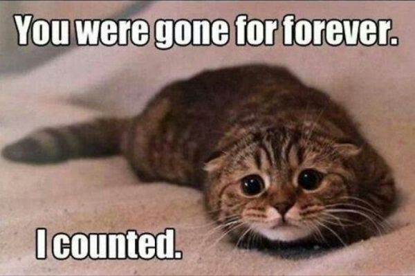 You Were Gone Forever - Cat humor