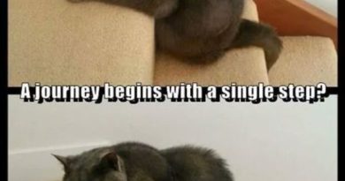 A Journey Begins With A Single Step? - Cat humor